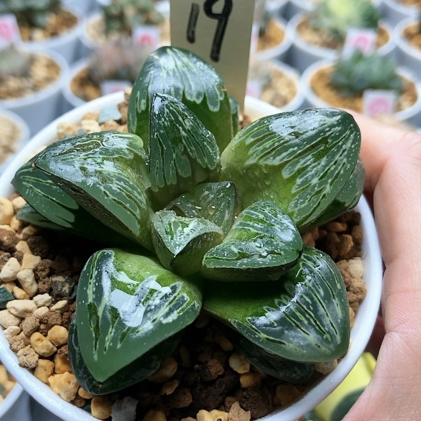 【闪购商品】嗨*呦19银龟