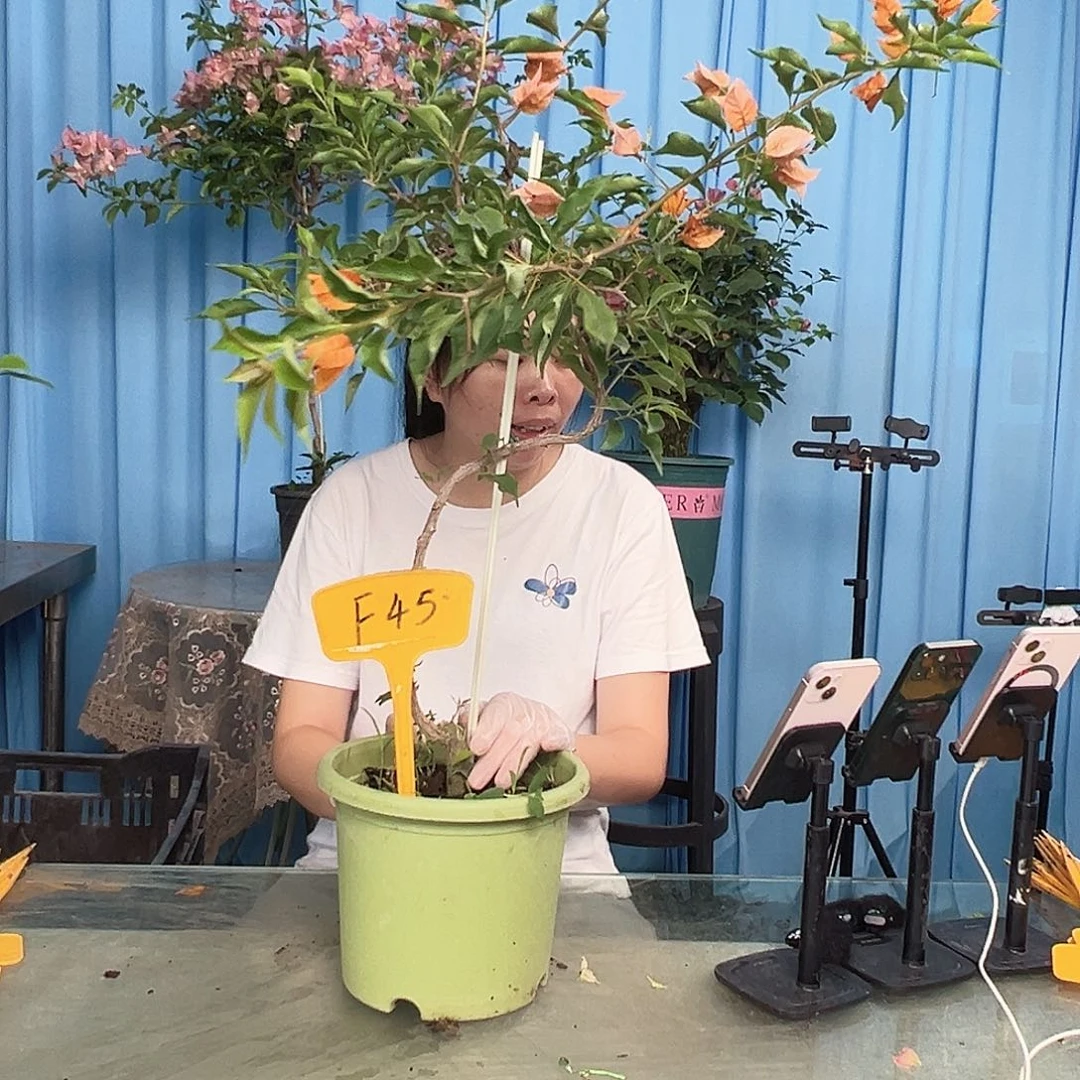 情***冷大部分开放少量花苞F45橙桑巴