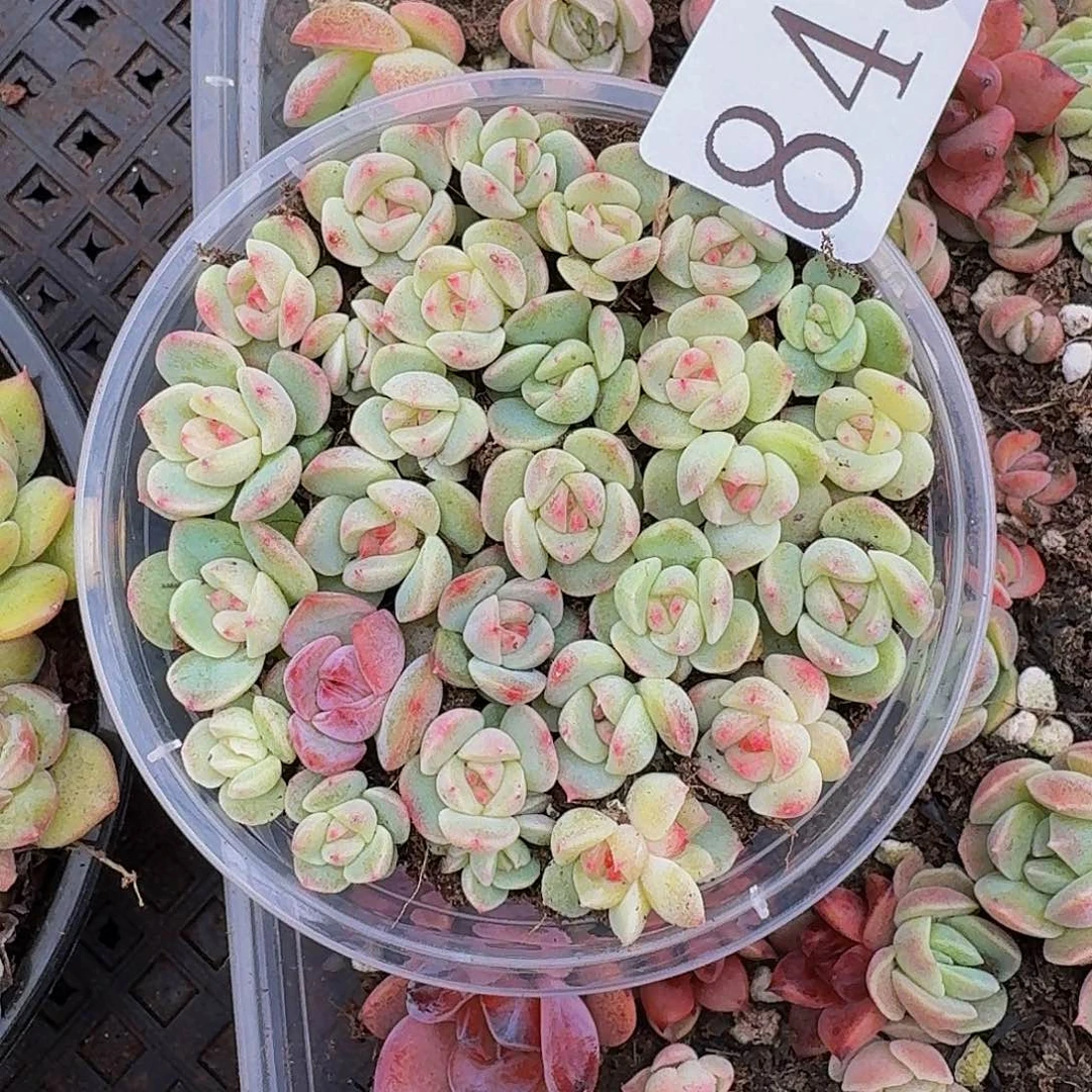 多肉植物多肉植物845