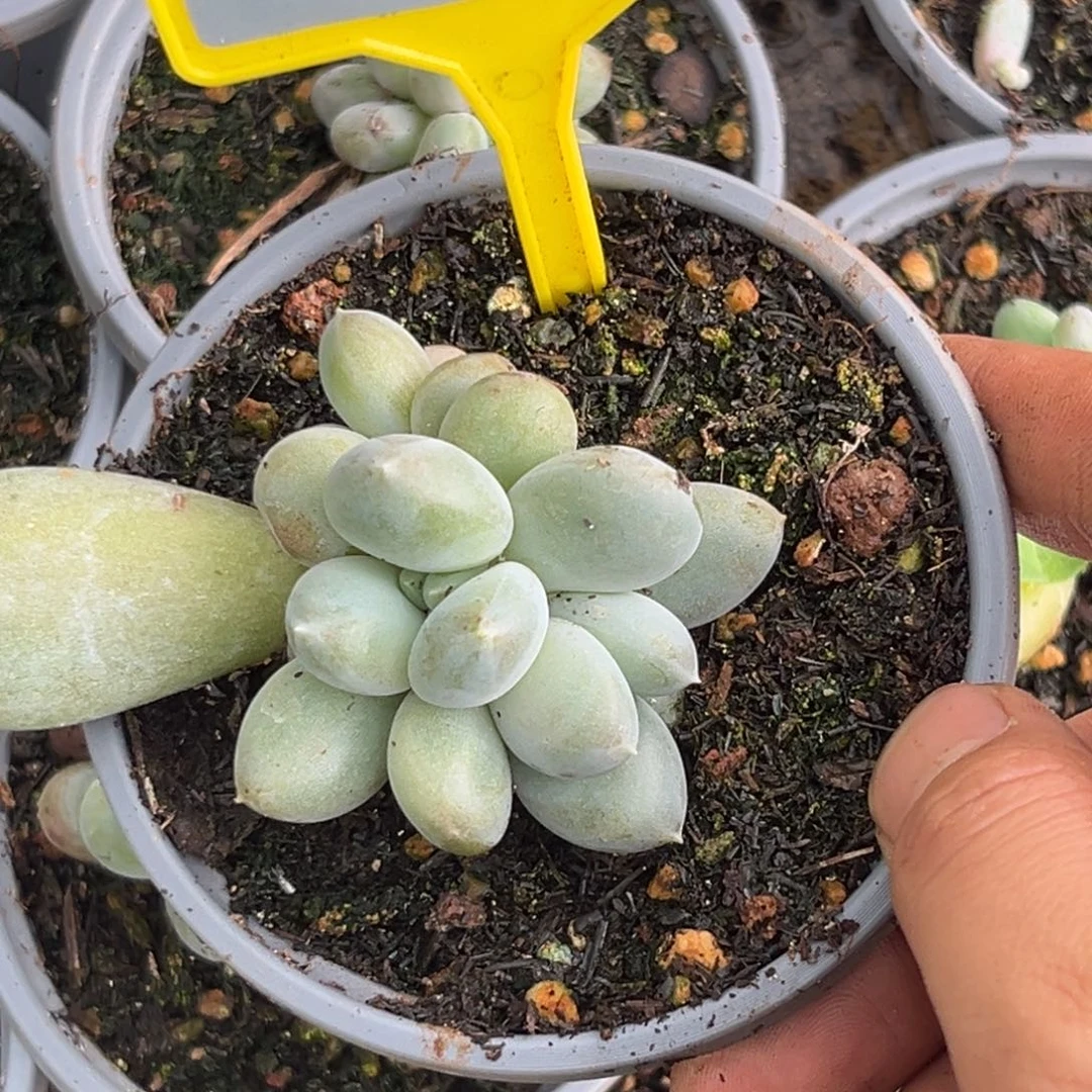 多肉植物胖哥特205