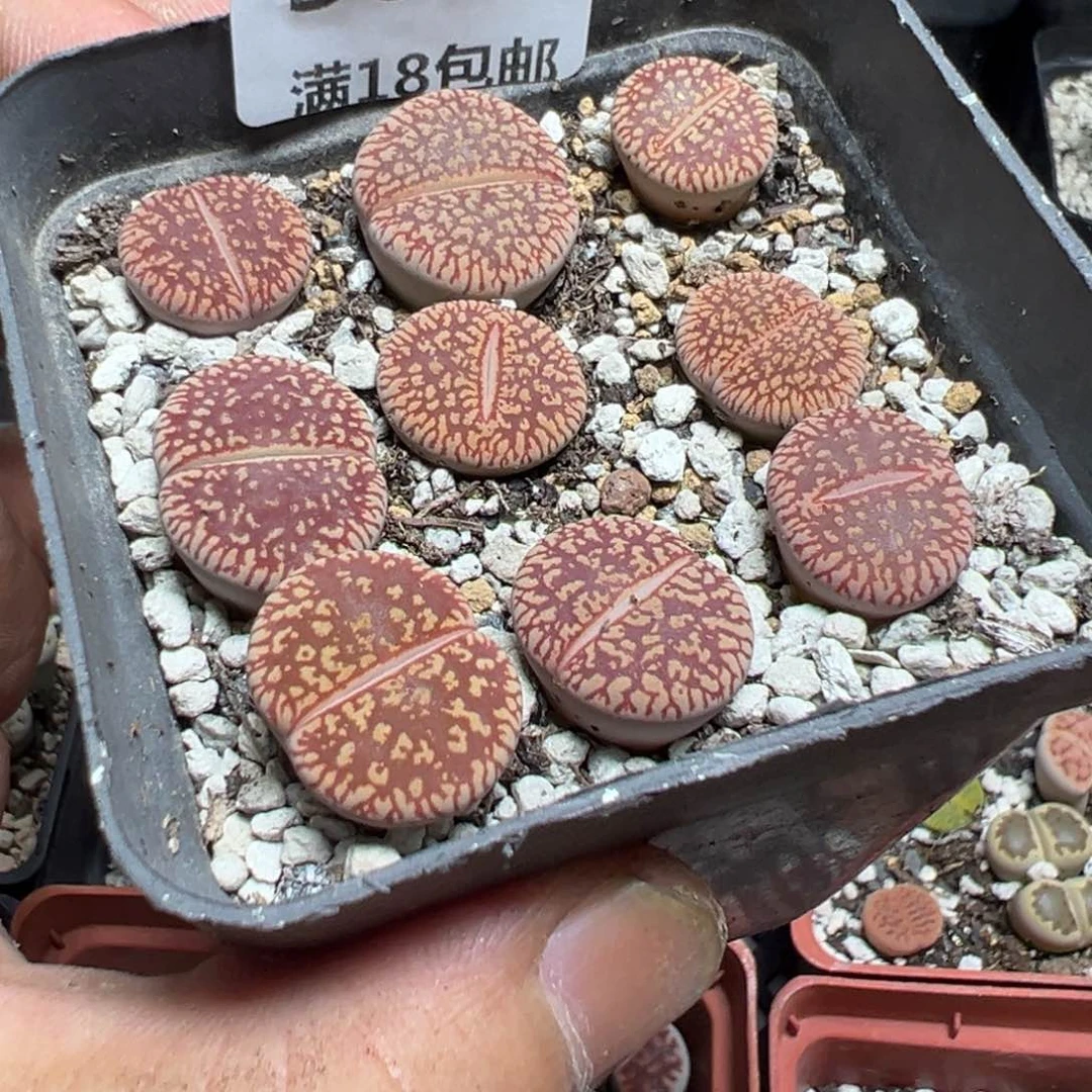 【闪购商品】 508.