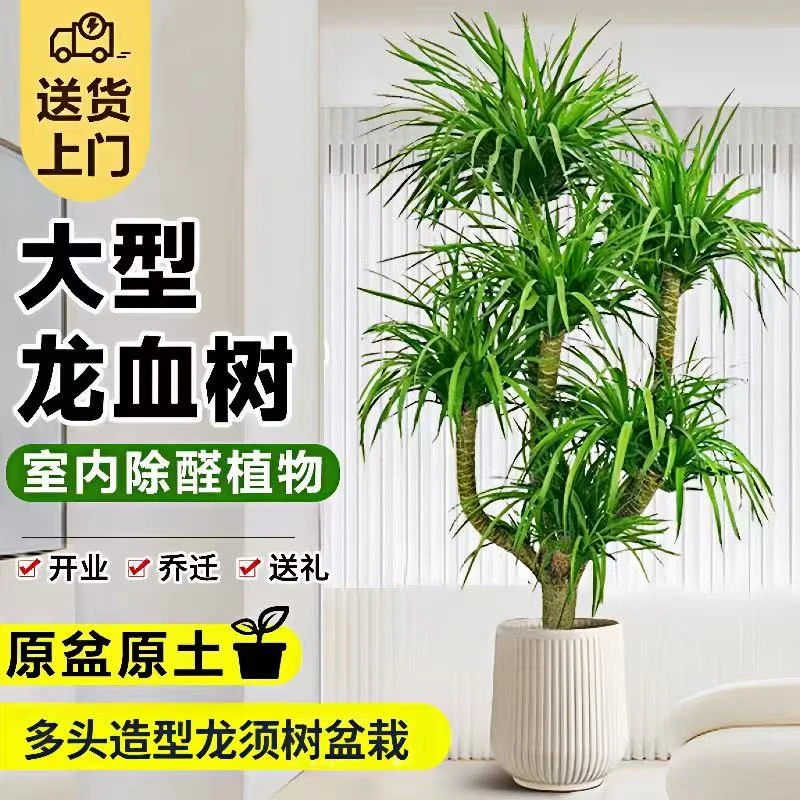 大型茂盛多头龙血树盆栽客厅办公室旺宅绿植吸甲醛净化空气
