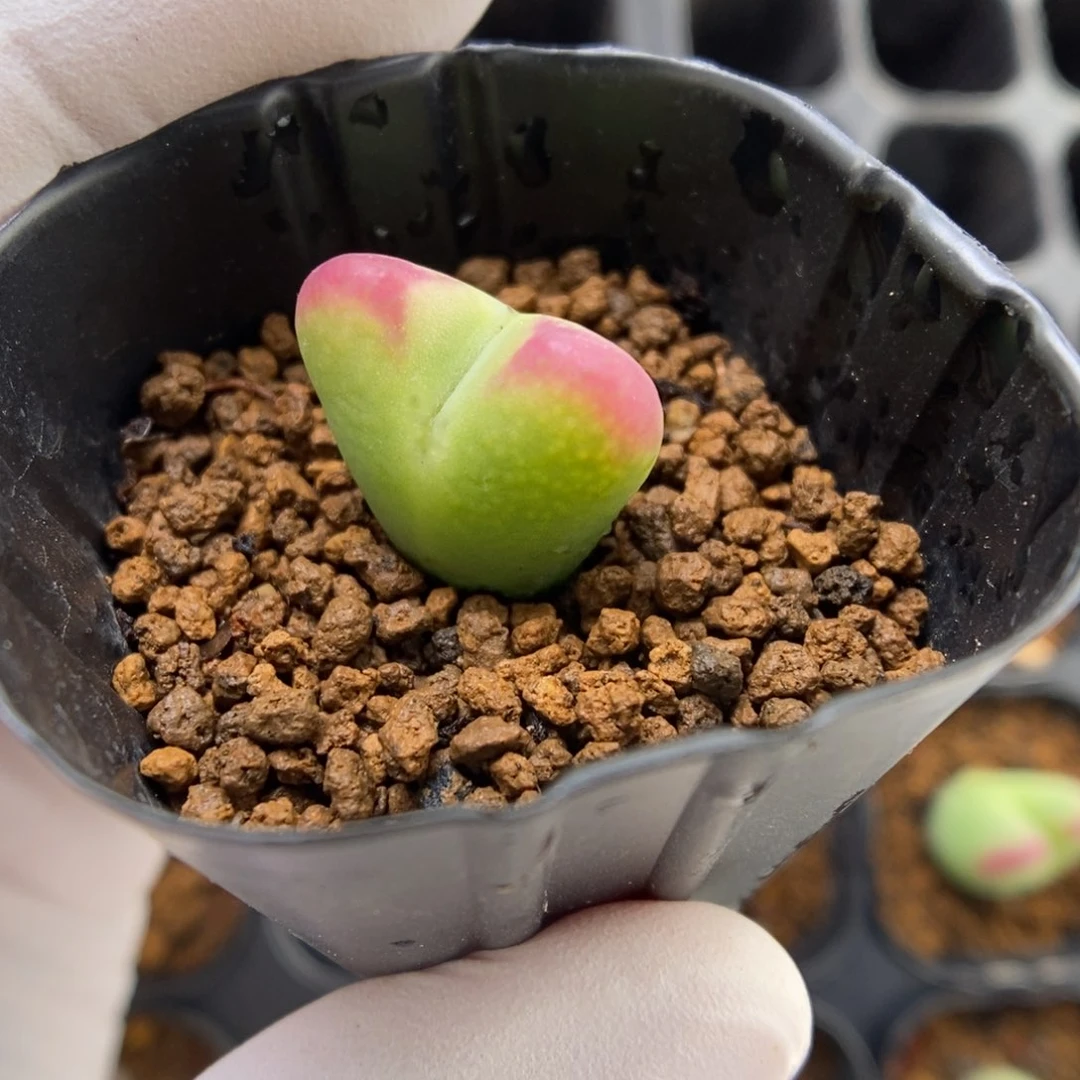 多肉植物肉锥杂交K-006（1.7）将杂 皇冠纹