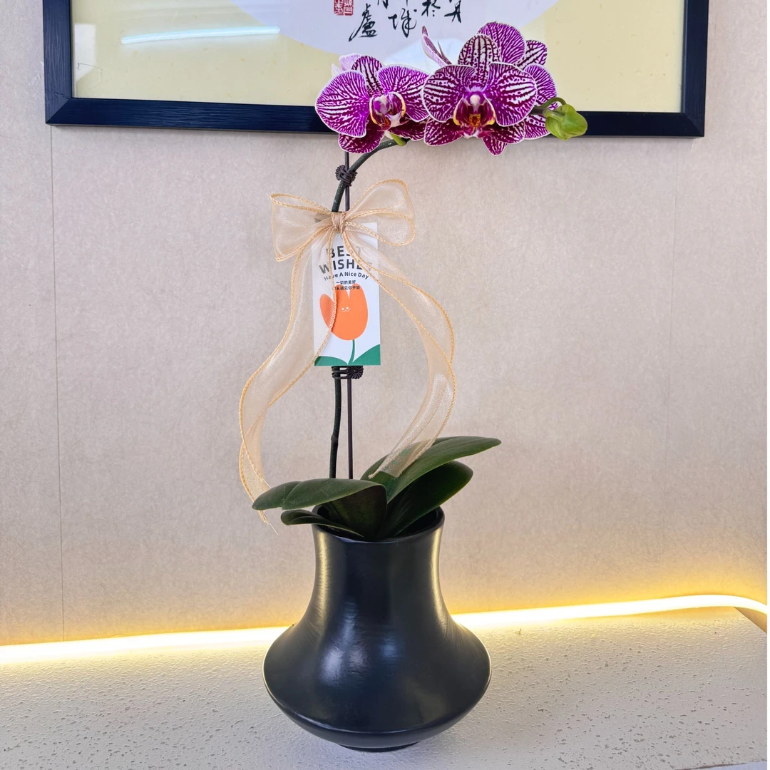 《法国斑》紫红色系 带斑点条纹  室内高端绿植桌面摆件