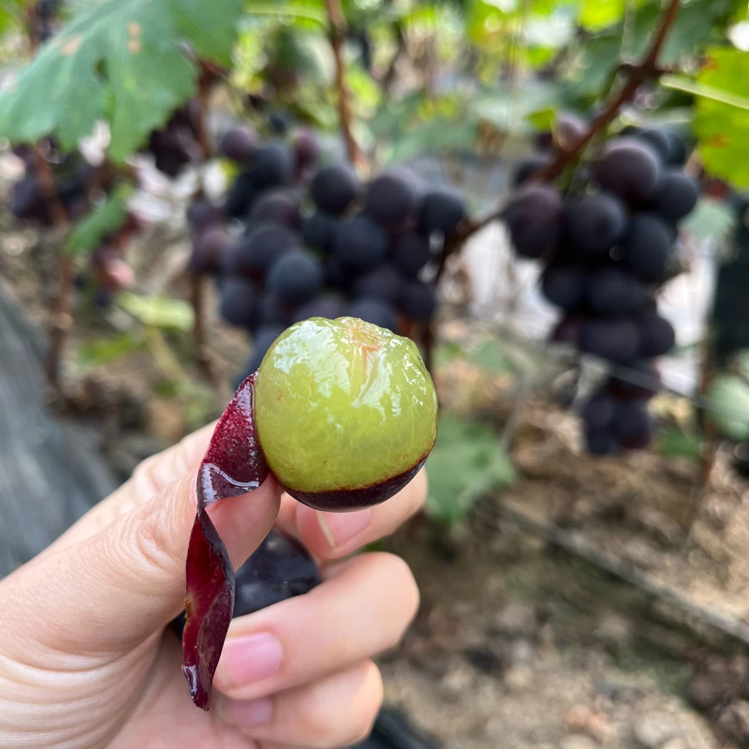 正宗青岛大泽山巨峰葡萄经典老味道黄金酸甜比1斤3斤4斤装非夏黑