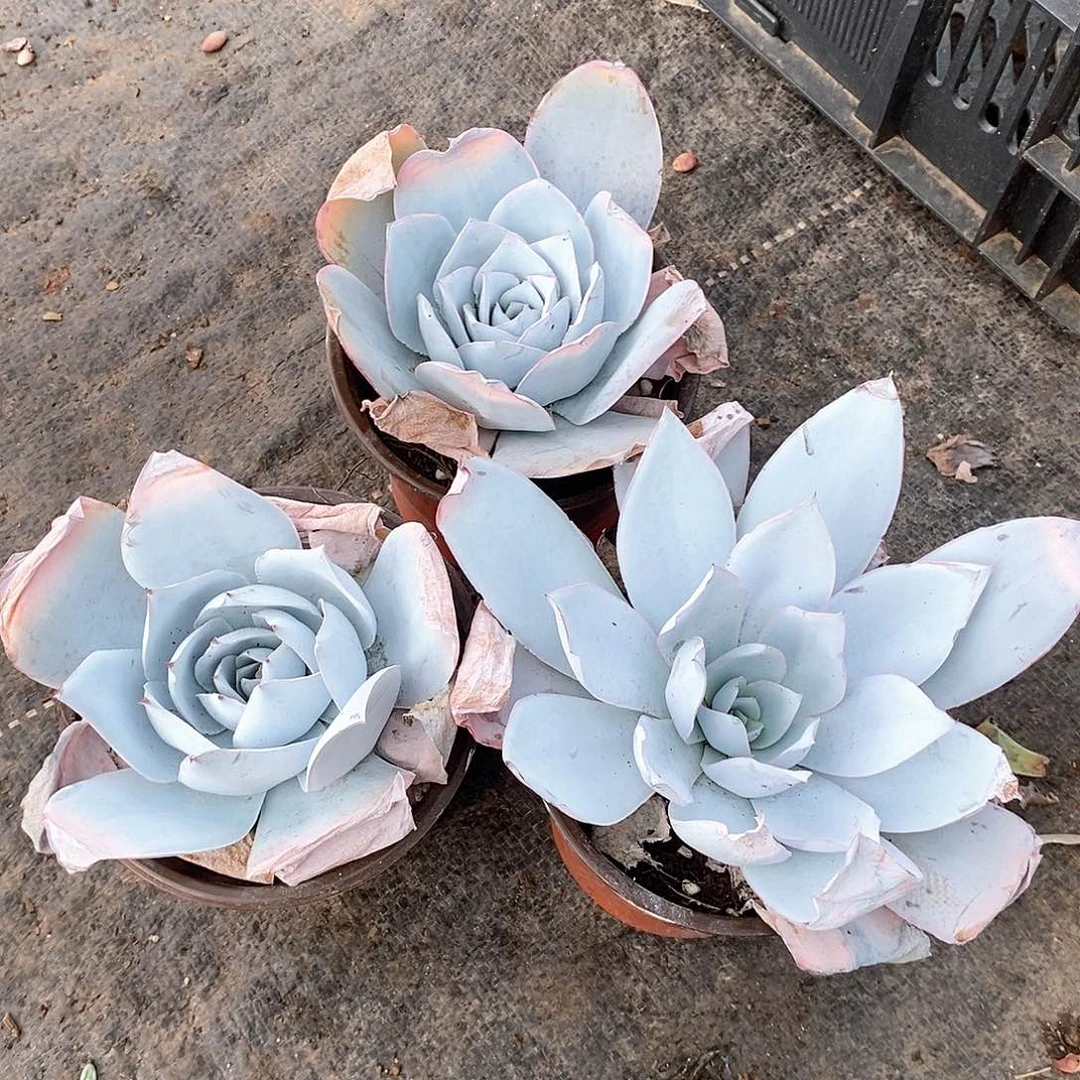 老***娘广汉宫3盆带盆带土