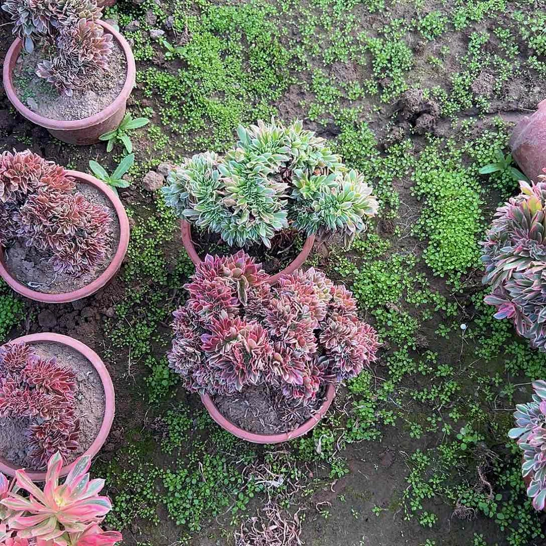 雪**鹰女神缀化脱土发货