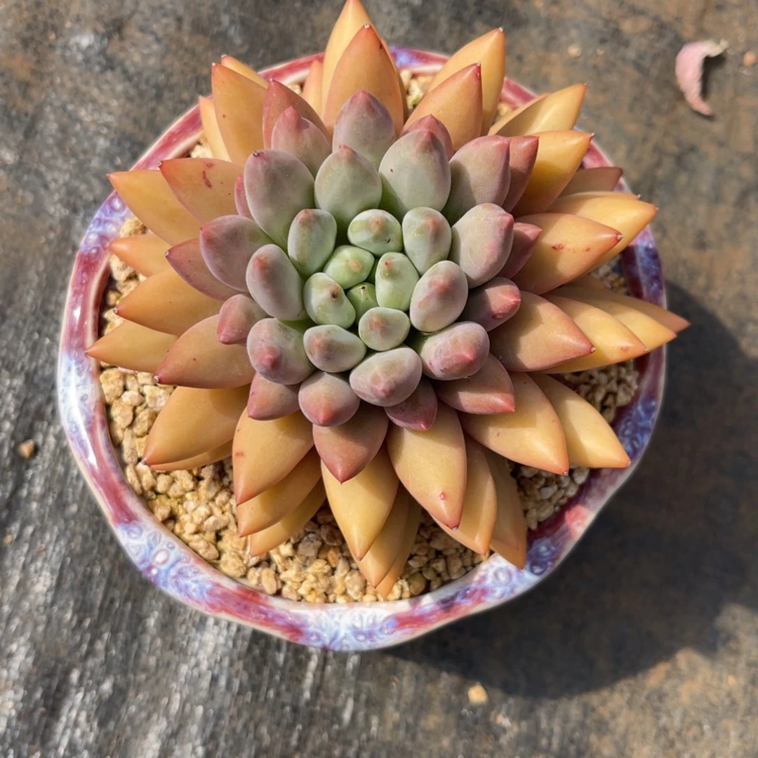 北****水晶，球。杂。寄养……姐