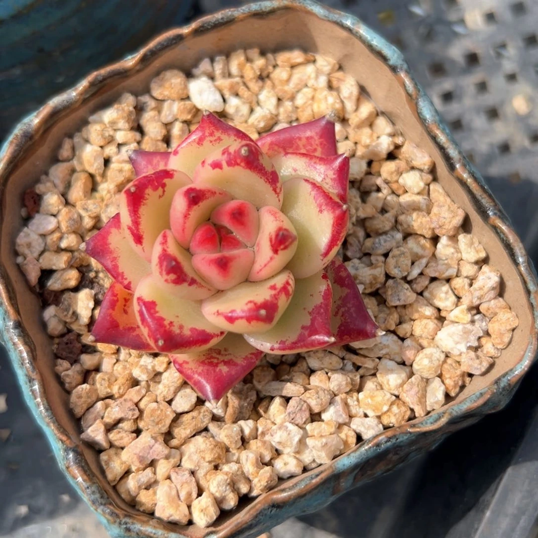 弗兰克（满38包邮）多肉