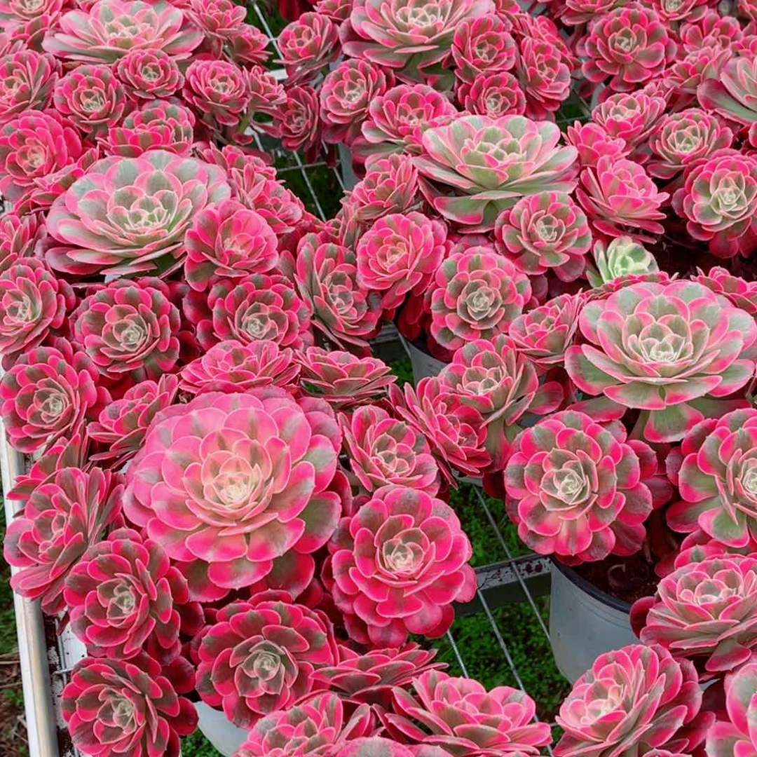 模特二代优选女郎量拍多肉法师一个