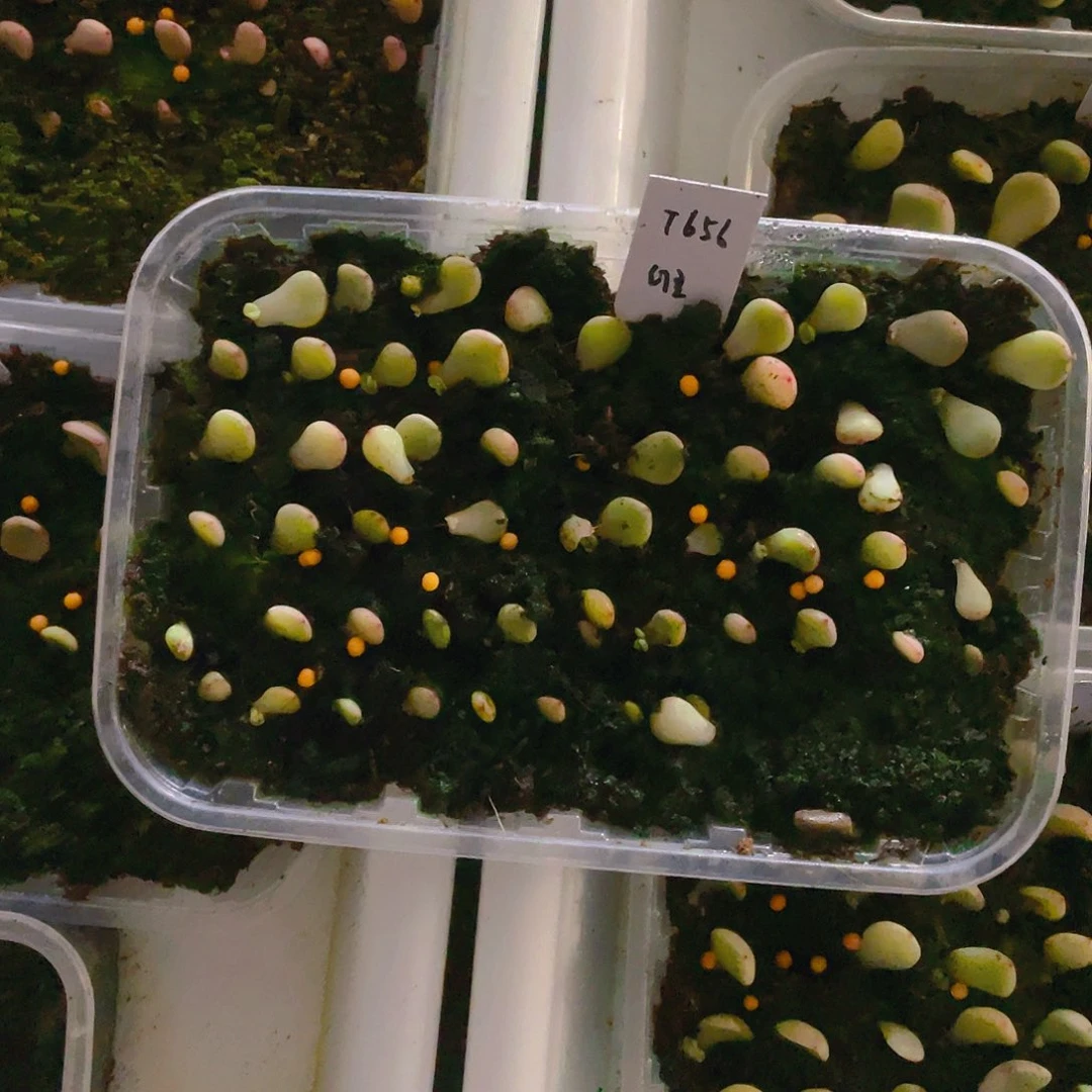 656 甜心芝麻苗一个满25包邮