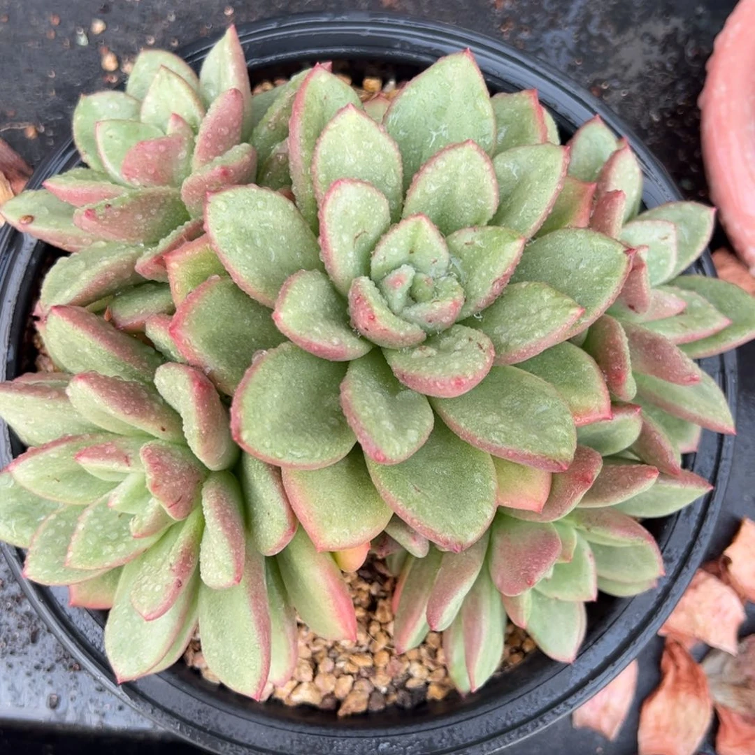 从前慢多肉编号0815-21