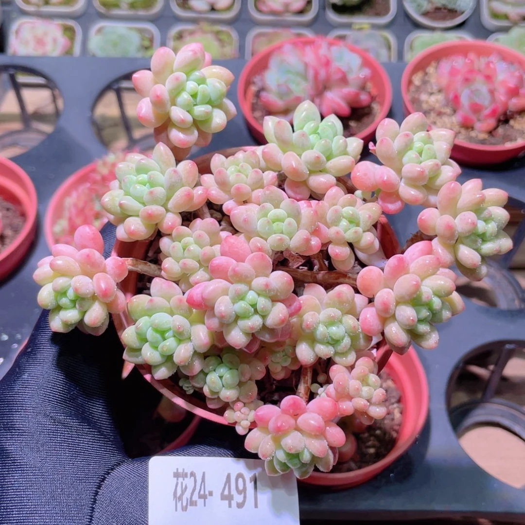 花利美24-491洛可可