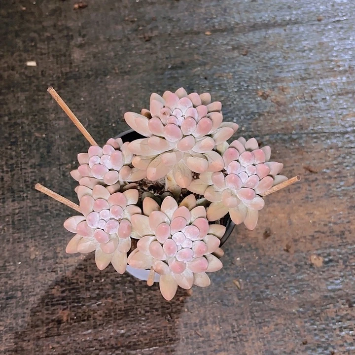 咖*?H333汤圆一物一拍