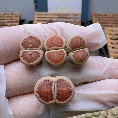 赤****间2223菊红窗菊花纹清板子特价4棵