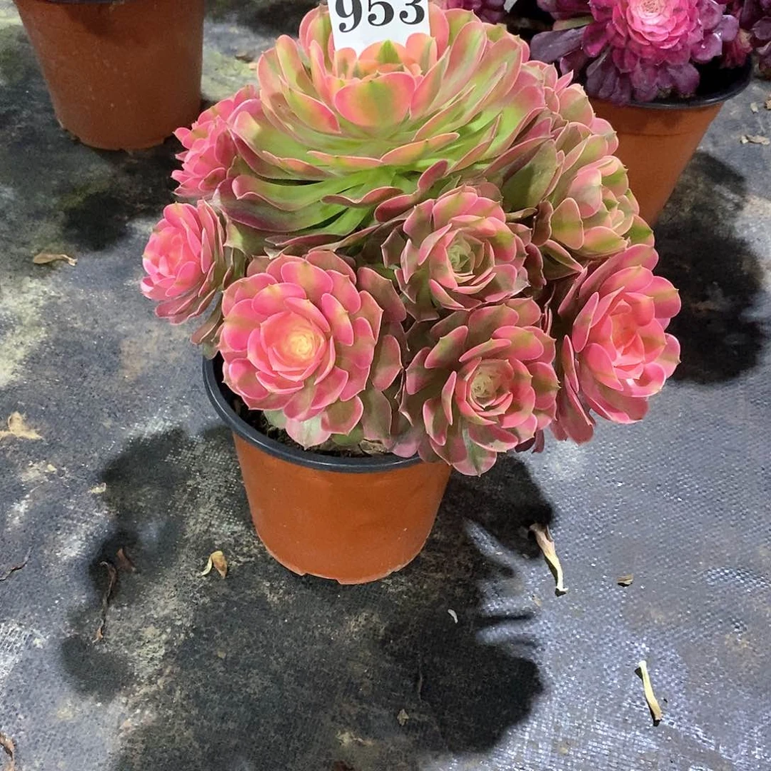 轩**笑香妃953多肉法师植物