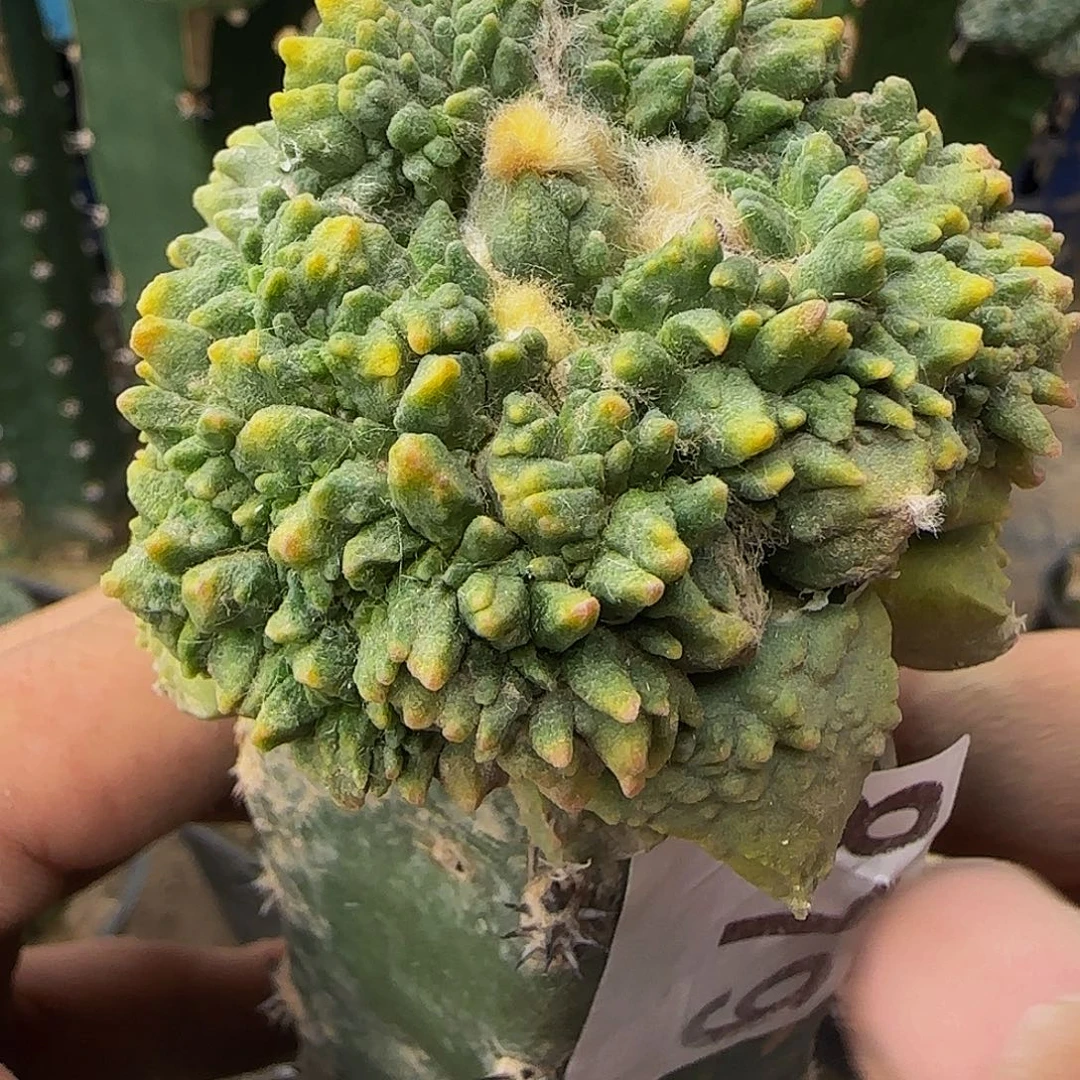 怪兽怒锦华879仙人球