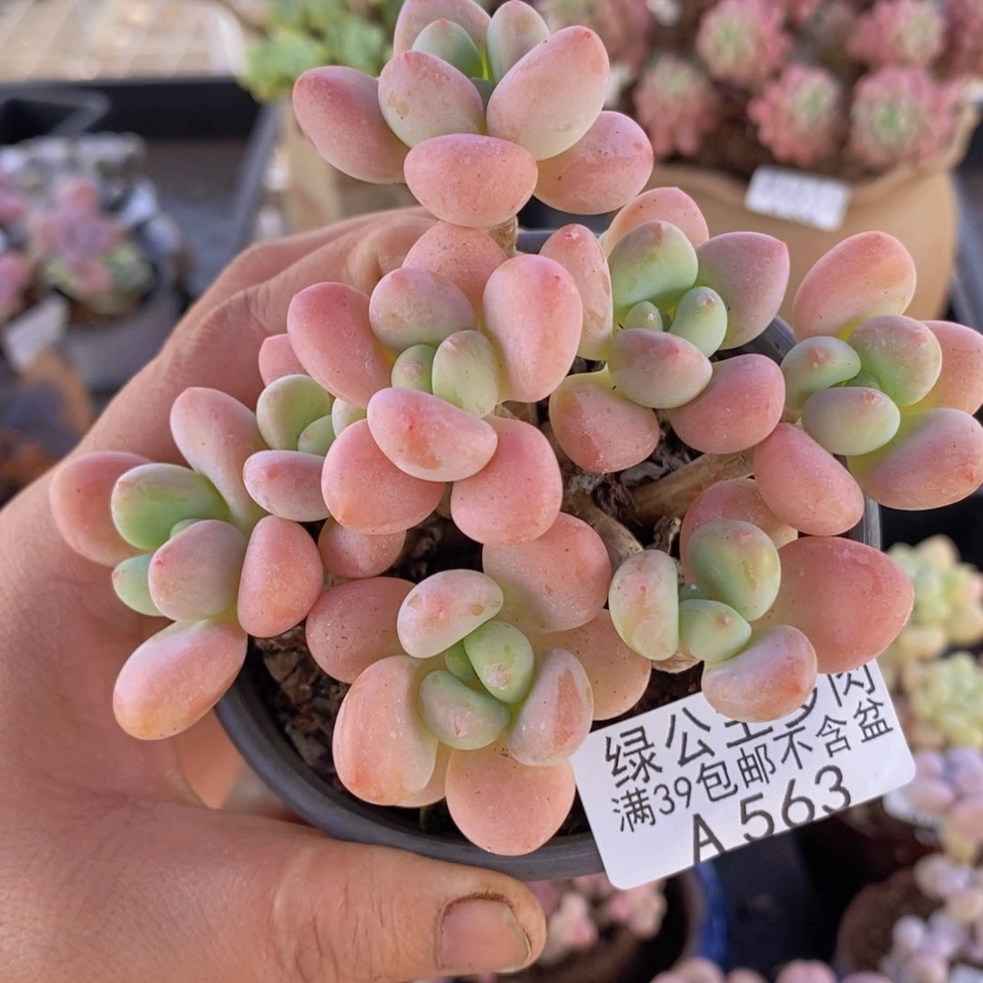 橘子香水洛神9cm563多肉植物
