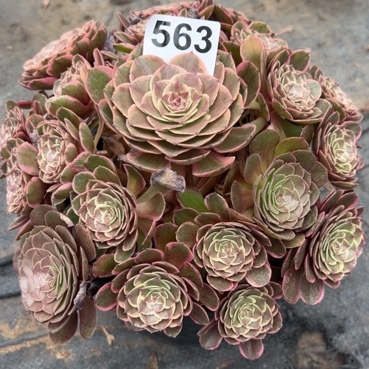 563粉花妖22厘米左右半木质