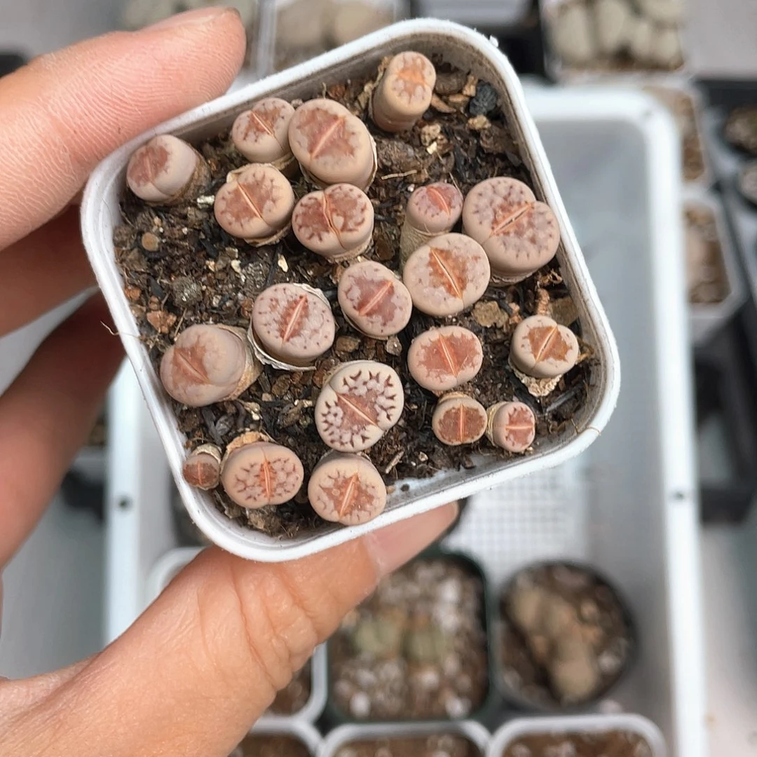 3236大棚清仓甩卖了