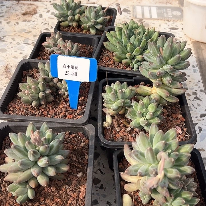 23.80一筐多肉植物