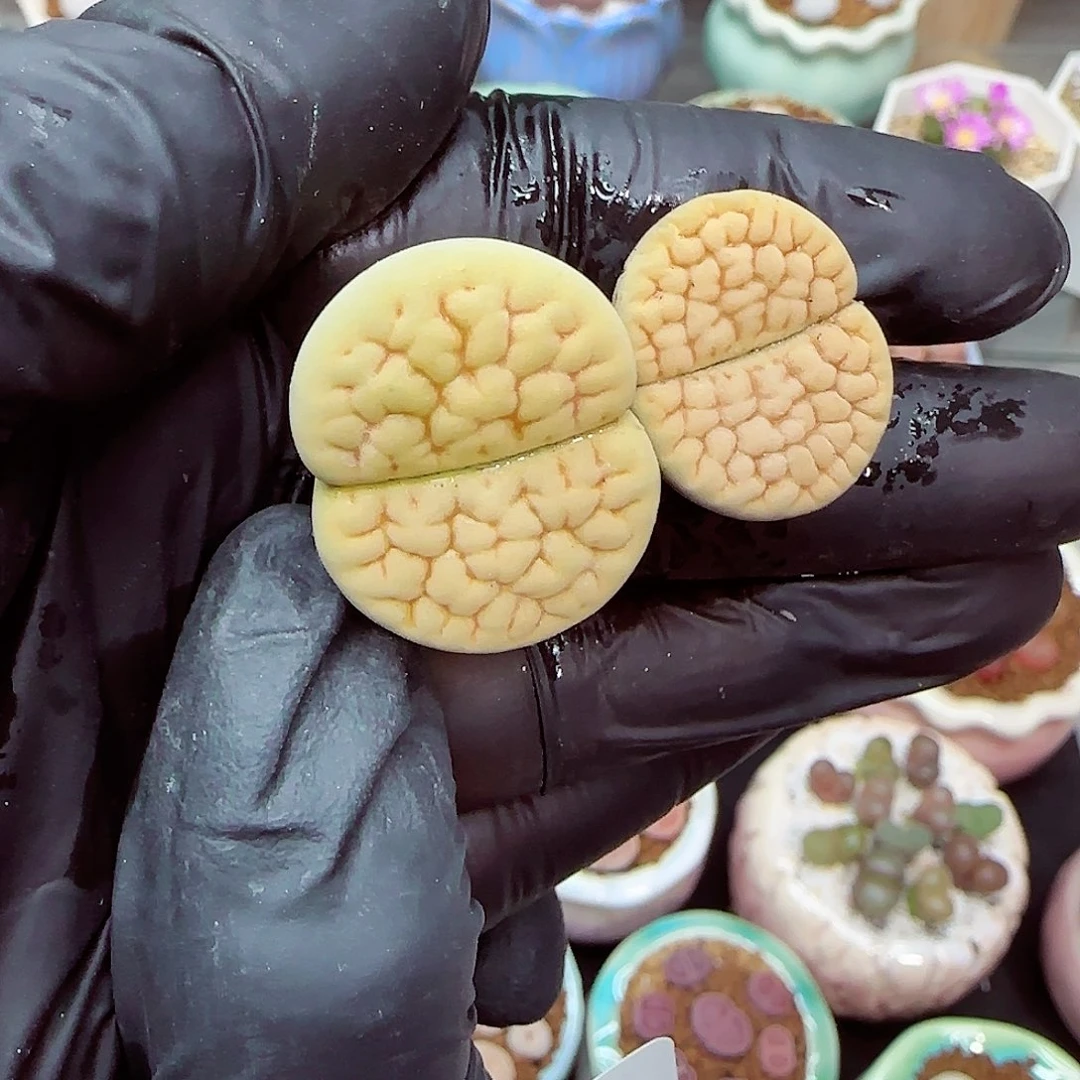 生石花满18包邮1201-155