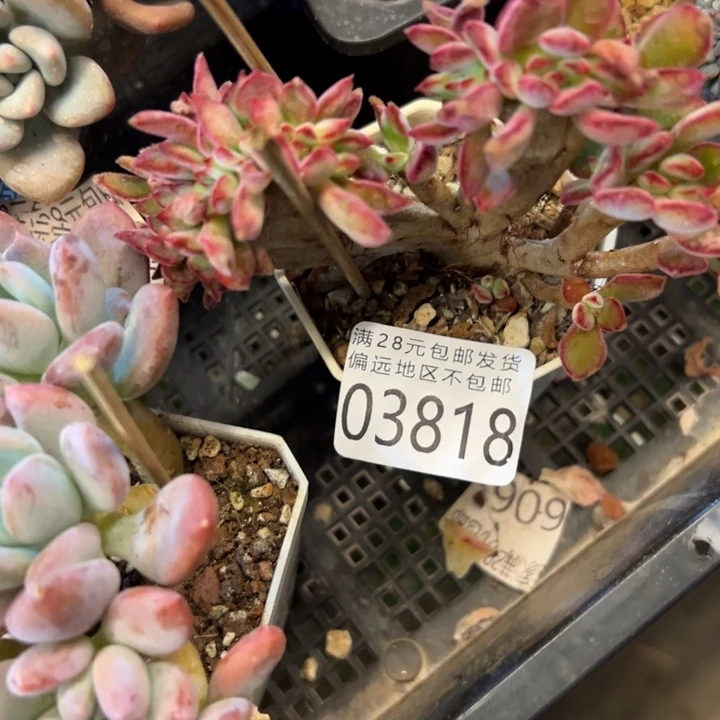 幸运的是你能给我们带来