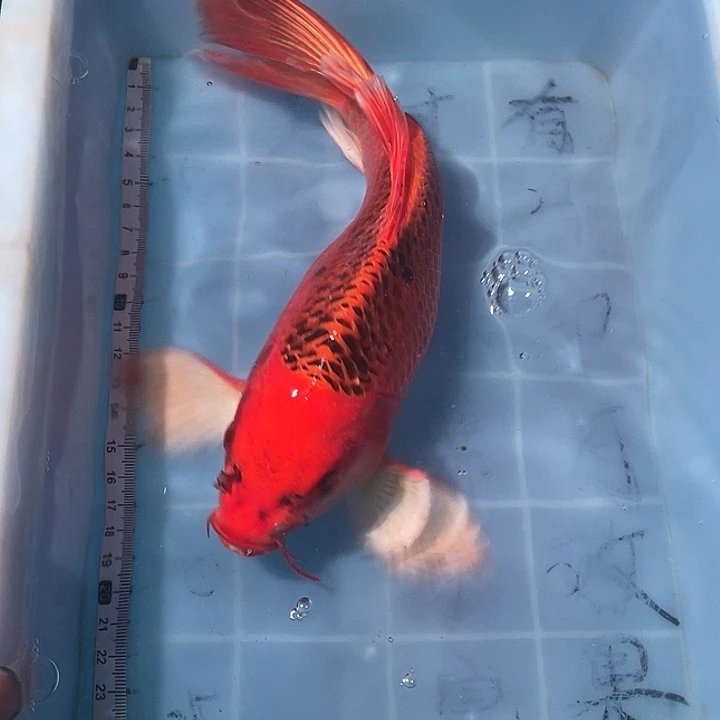 ：***景蝴蝶鲤鱼渔场直发67