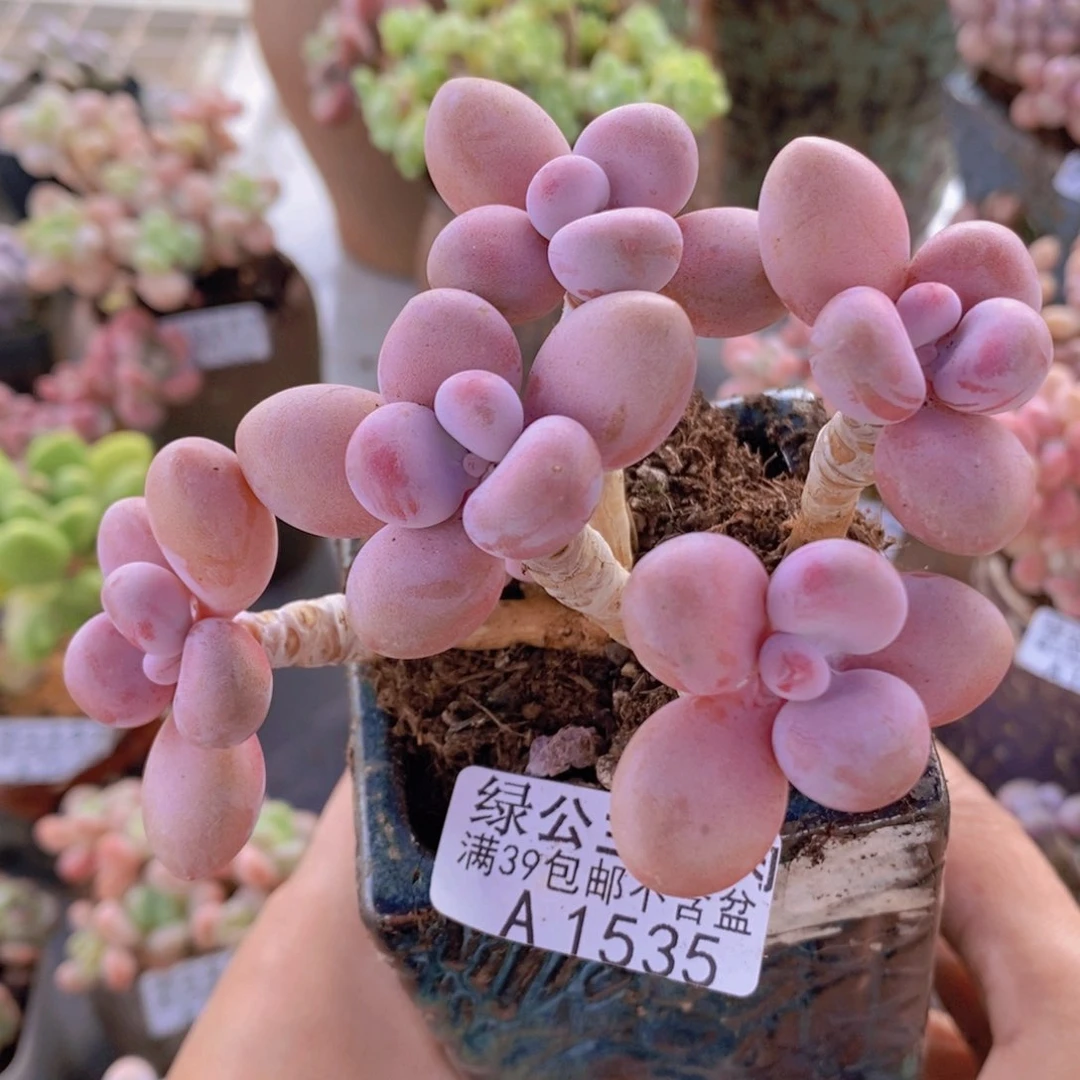 糖果桃蛋老桩9cm1535多肉酱