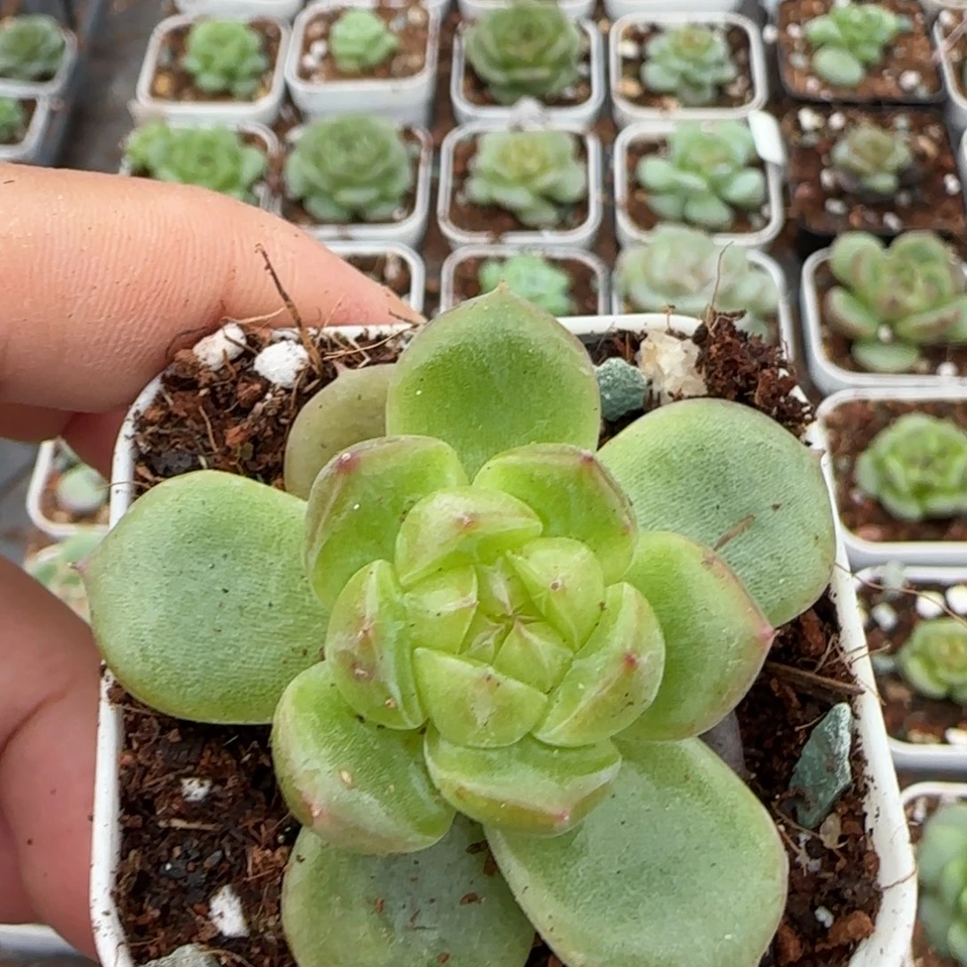 小卡拉米糖心一物一拍