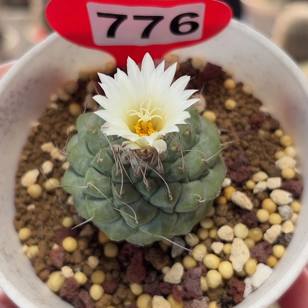 仙人球实生仙人球菊。水