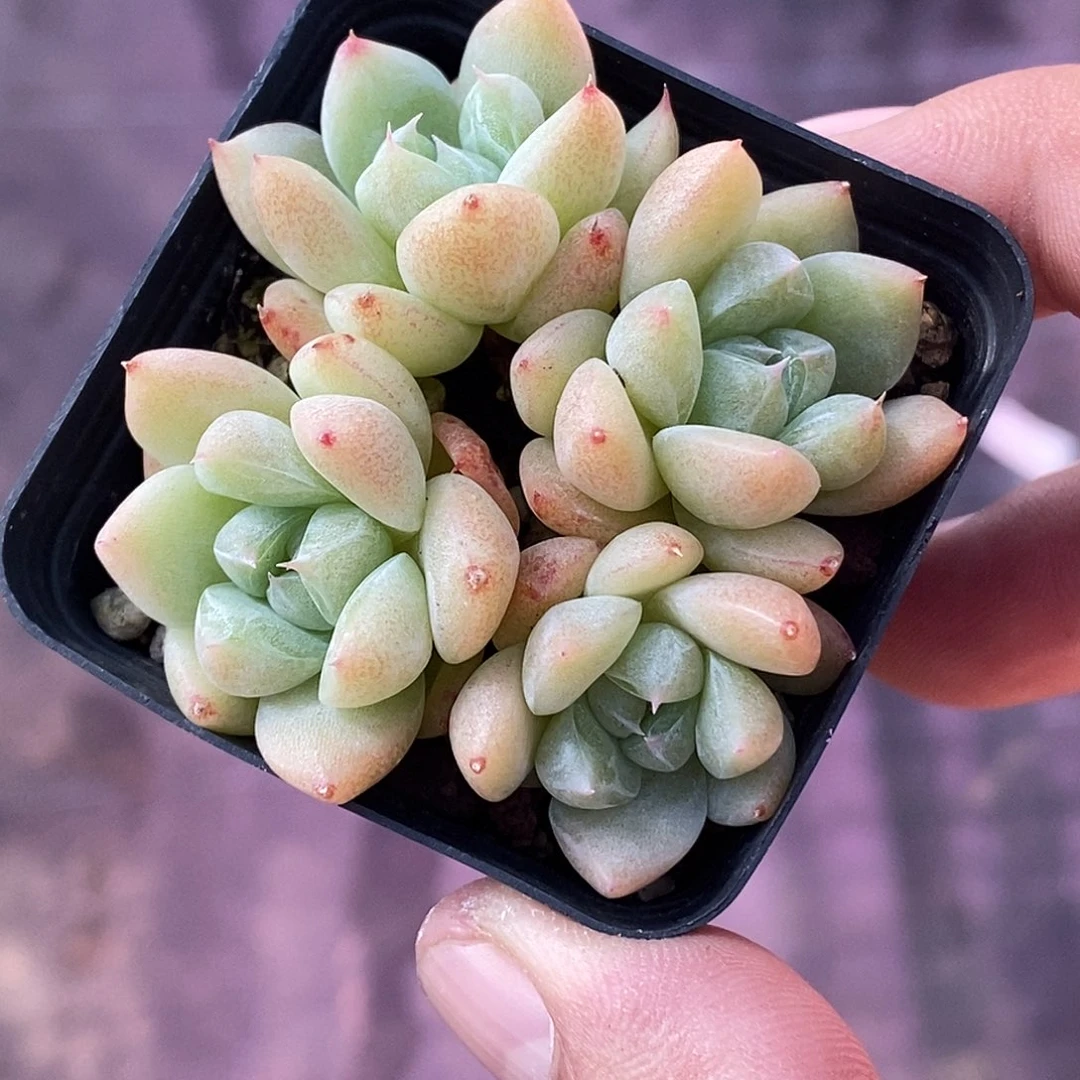 白泽30包邮非偏远