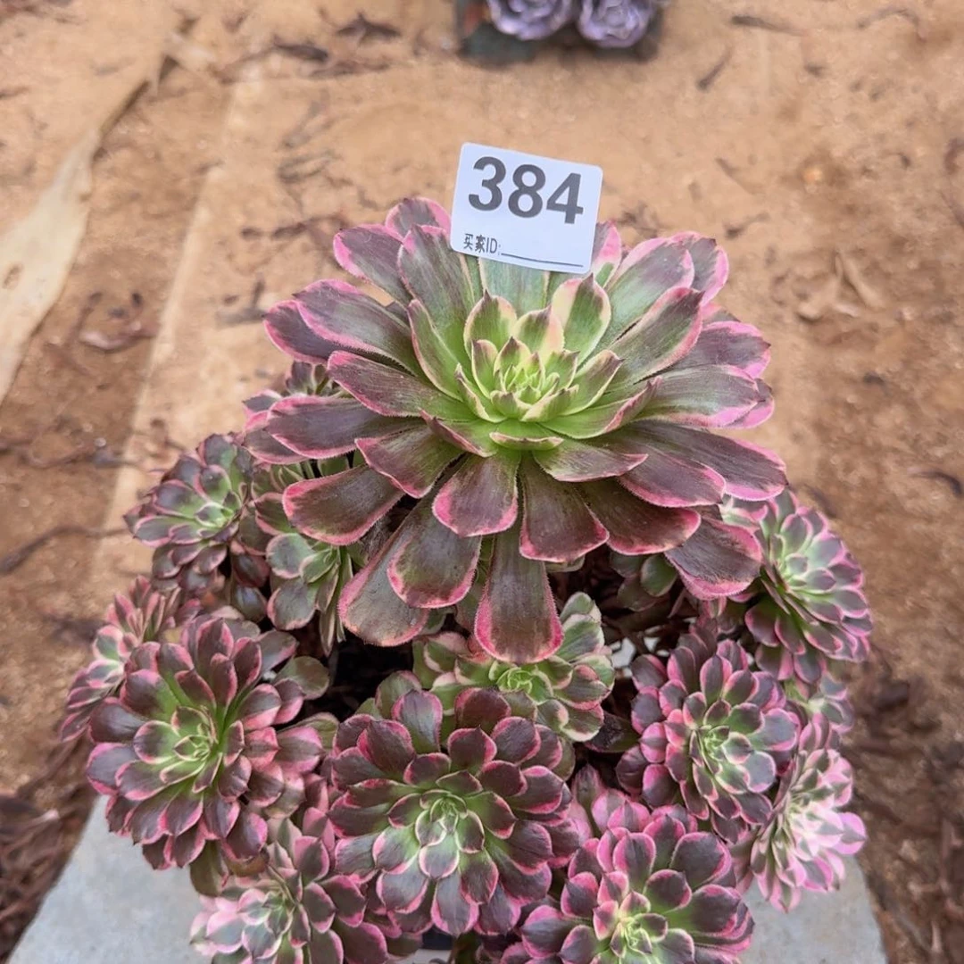 384姬月多肉植物