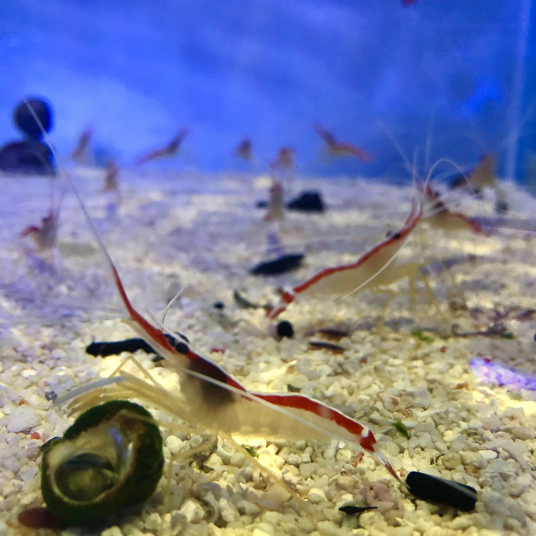 各类虾蟹（只能海水饲养）产地很多