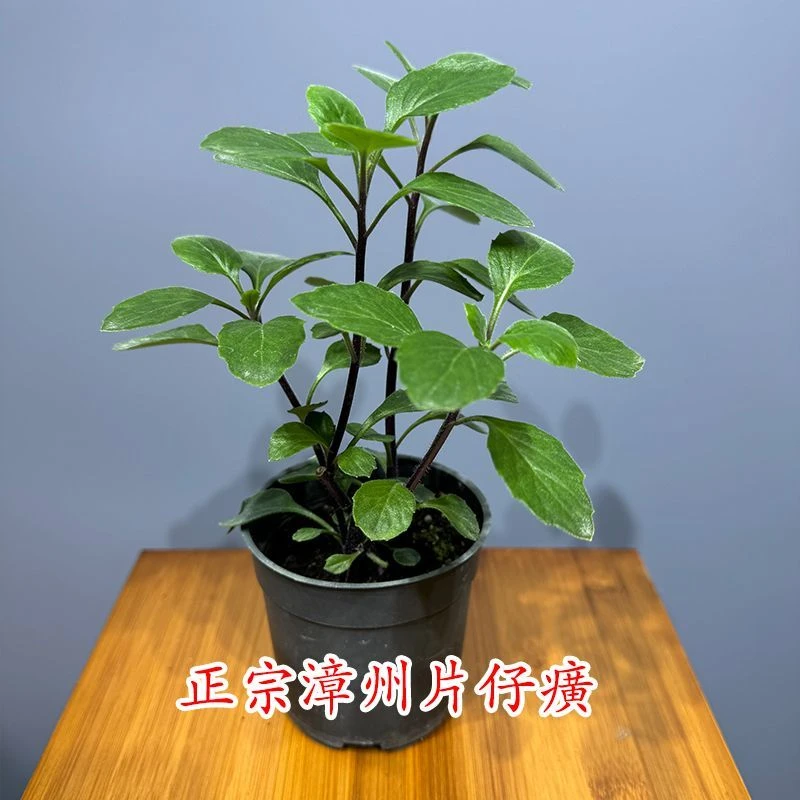 基地直发正宗漳州红杆片仔癀草白凤菜可食用药用绿植盆栽阳台好养