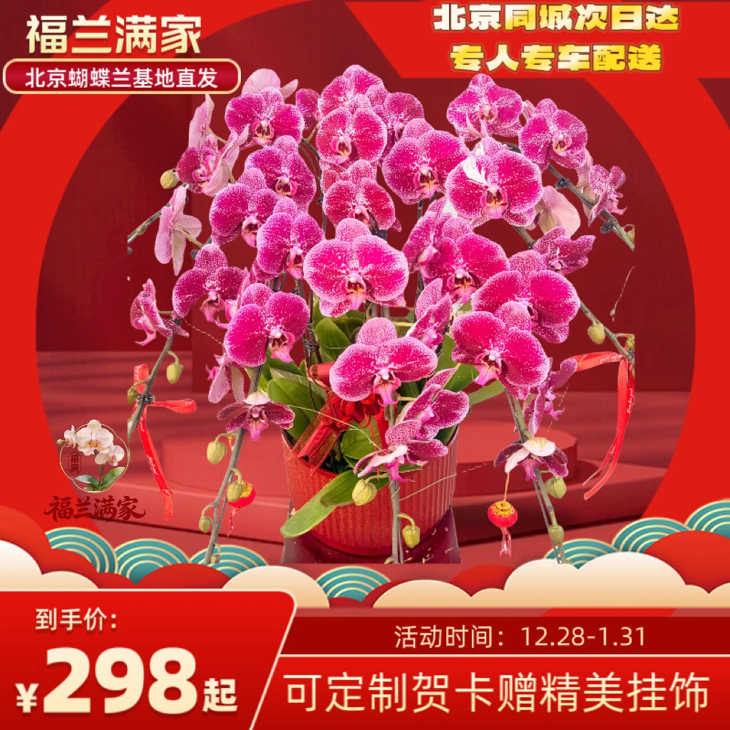 【好运连连】一串红蝴蝶兰北京同城年宵花礼品年宵开业乔迁商务送礼