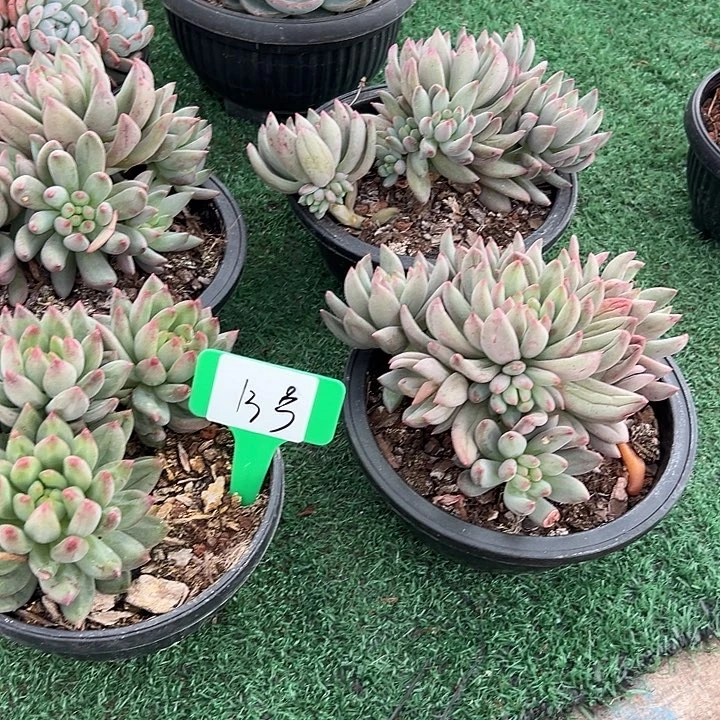 13二代虞美人代盆一个