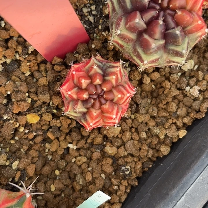 809-0805泰国发货