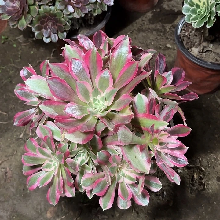 风***飘多肉植物夜萝刹29