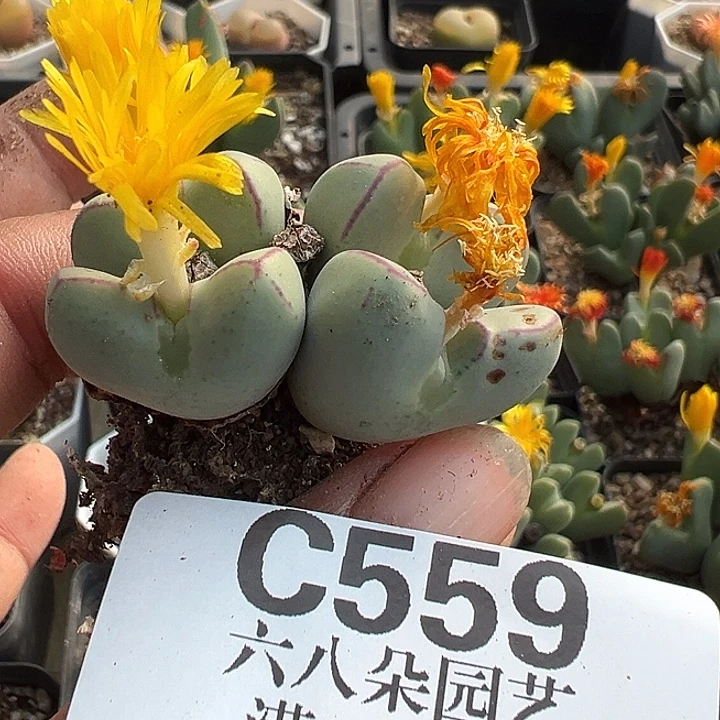 559号特价少将111111