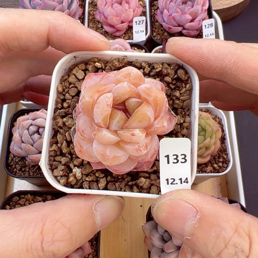 好好看133、哈哈哈哈