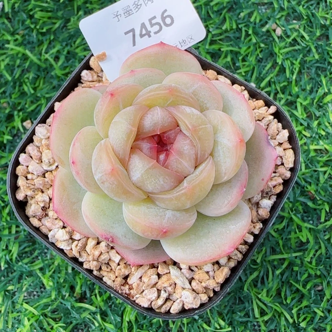 落梨花，7456多肉植物