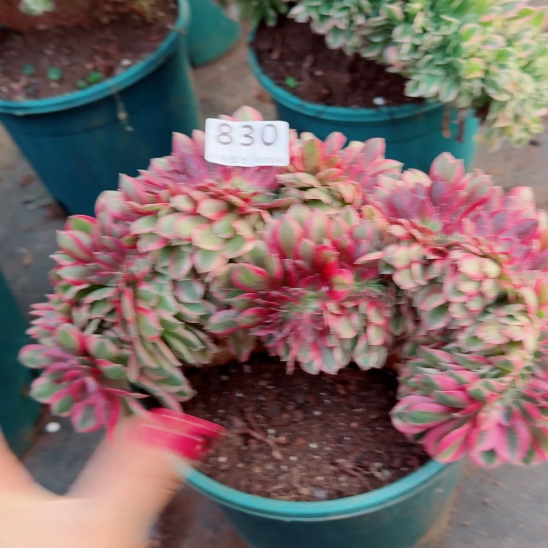830荔枝 缀化多肉植物满28包邮