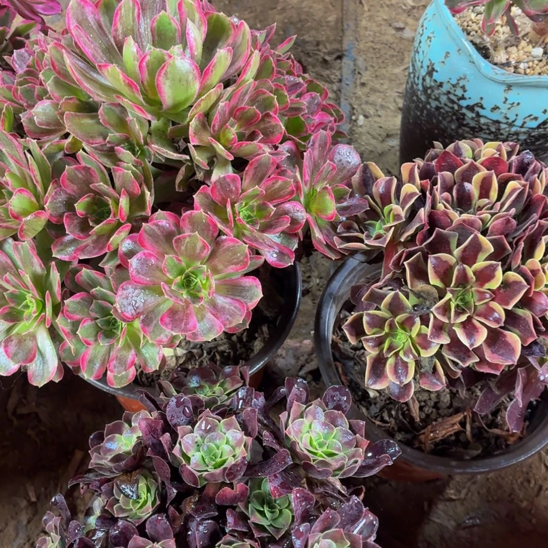 欧佳丽+安娜+花纳小2号棚