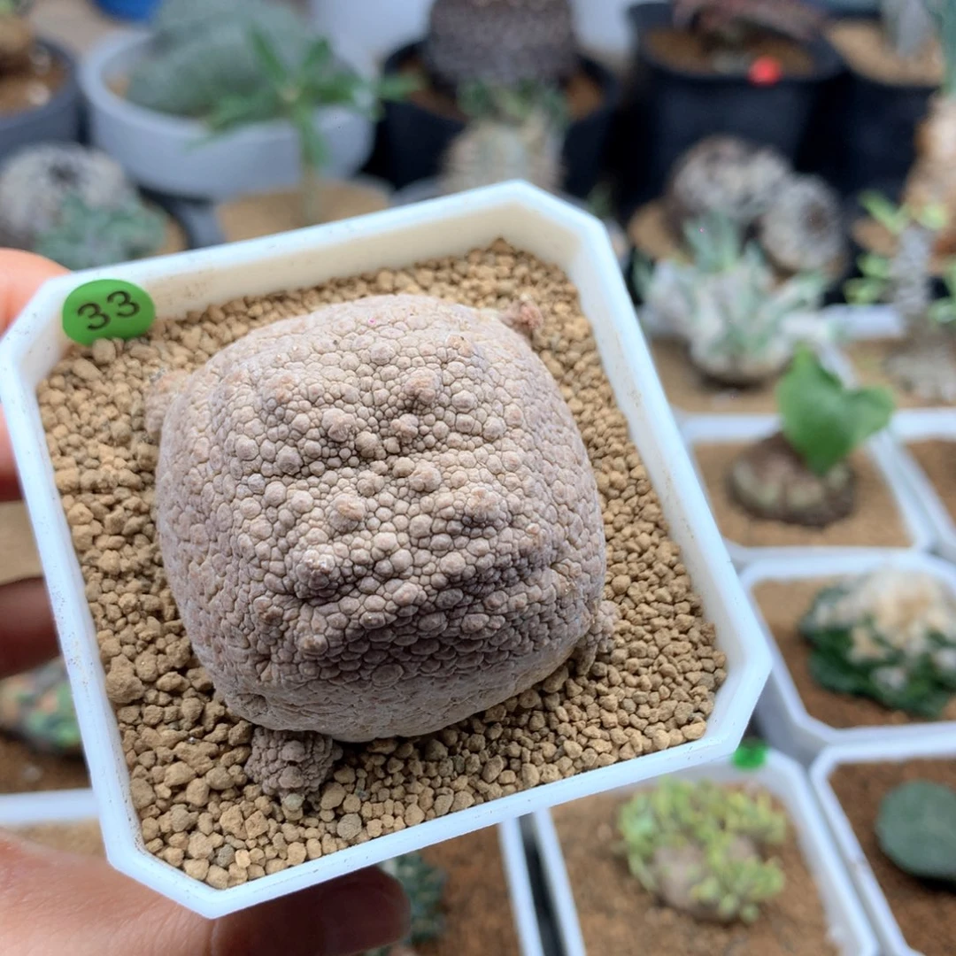 种**尚方凝蹄玉母本带盆