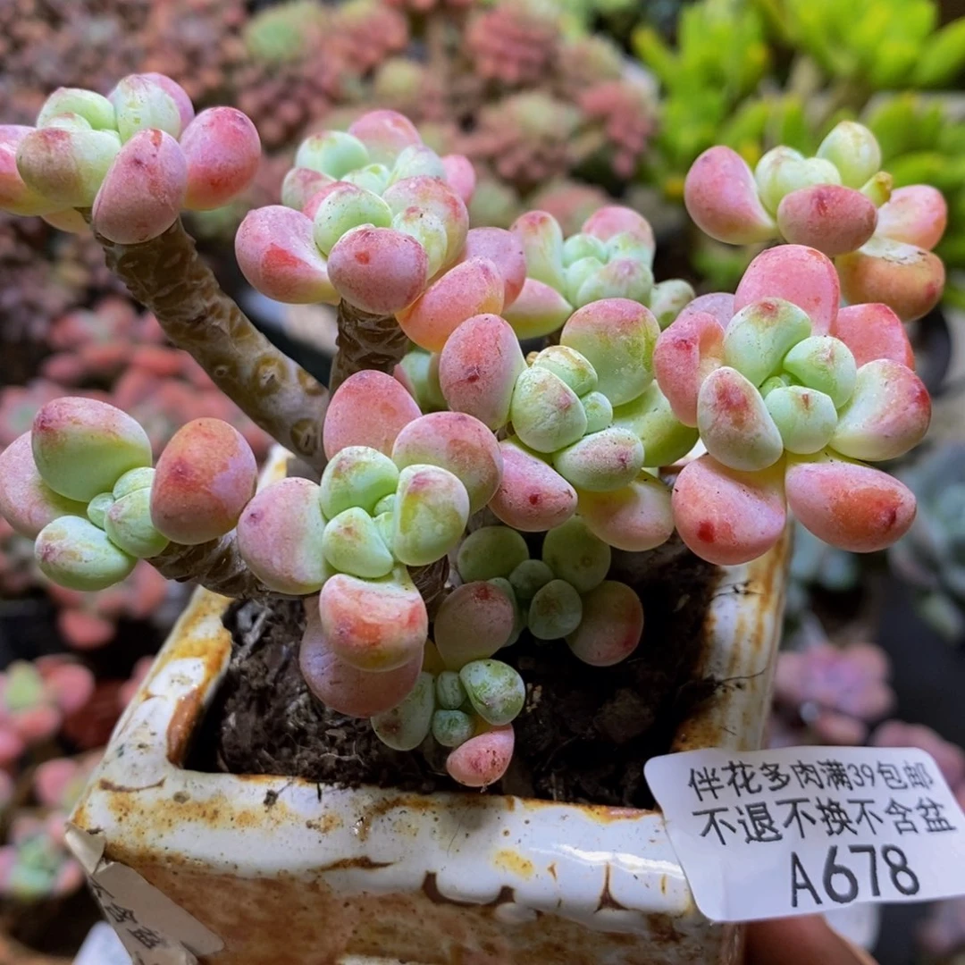 678樱花罗琦10cm多肉