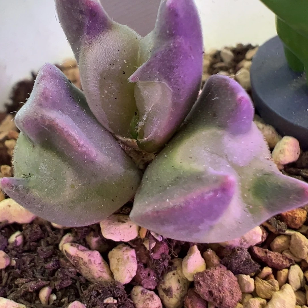 怪物空蝉 肉锥植物