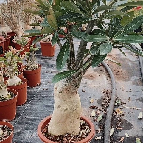 【闪购商品】鲁****?绿植