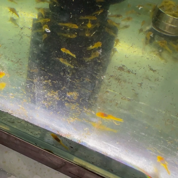 孔雀鱼胡子10条送一条