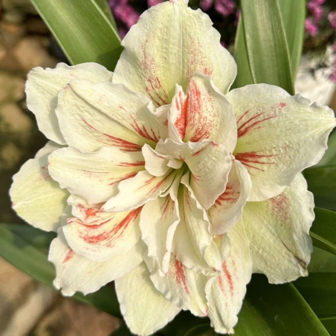 越南朱顶红仙草3.5CM  包对版